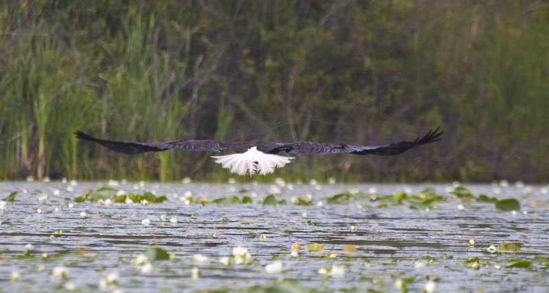 Bald Eagle In Flight